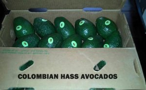 Rust in Colombia zorgt voor opkomst avocadotelers